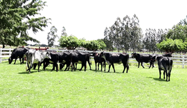 Leilão Genética de Berço será destaque na 12ª edição da Expoalagoas Genética