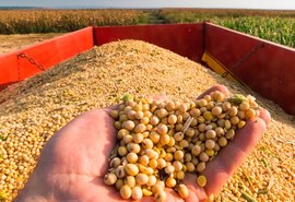 Grãos: colheita de soja 2021/22 atinge 5% com tempo mais firme, diz AgRural