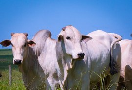 No Brasil, mercado do boi gordo cresce durante fim de semana