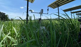 Projeto inédito gera energia solar em canavial