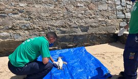 Pinguim é encontrado morto na praia de Riacho Doce, em Maceió