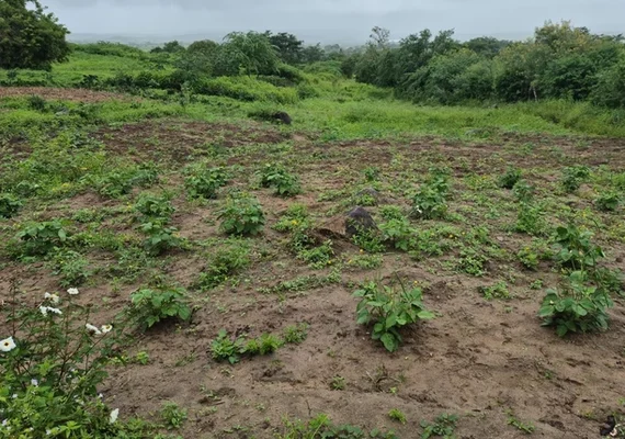 Fiscalização denuncia: falta de terra leva quilombolas a plantar em lixão