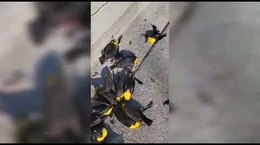 Centenas de pássaros caem do céu sobre rua e casas no México; veja vídeo