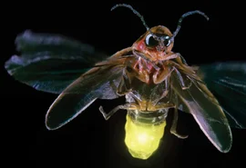 Cientistas alertam para risco de extinção dos vaga-lumes; entenda principais causas