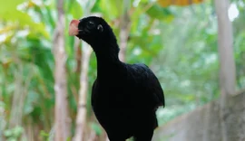 Ave símbolo de Alagoas pode voltar a natureza após 40 anos de extinção