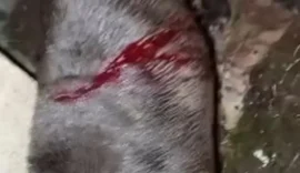 Tutor encontra pit bull ferida com golpes de facão em Arapiraca