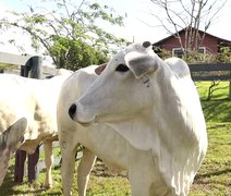 Agro Feira IBC movimenta quase R$ 1 mi em negócios em Alagoas