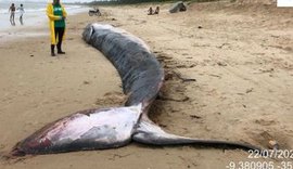 Baleia que foi reintroduzida no mar encalha novamente e morre em praia de Alagoas