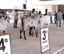 Expo Bacia Leiteira 2025: julgamento de animais destaca superioridade genética dos rebanhos da Bacia Leiteira Alagoana