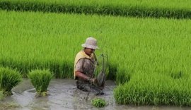 Deputado sugere ao governador a compra da produção de arroz da região do baixo São Francisco