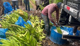 Adeal fiscaliza combate à Sigatoka Negra em bananicultores de Porto Calvo