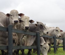 Agro Feira IBC 2025 oferta 60 touros e 15 novilhas Nelore PO dias 26 e 27 em Chã Preta-AL