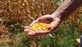 Tecnologia promete criar nova fronteira agrícola para o milho em Alagoas