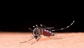 Dengue: como identificar, tratar e prevenir
