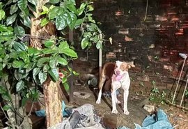 Bebê de 3 meses morre após ser atacado por pitbull