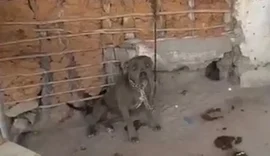 Cães são resgatados após denúncia de maus-tratos animais em Dois Riachos