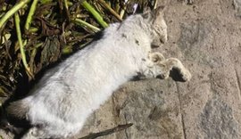 Moradores denunciam mortes de animais por envenenamento em loteamento no município de Craíbas