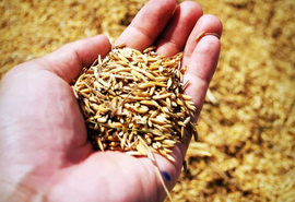 Casca de arroz vira energia em indústria