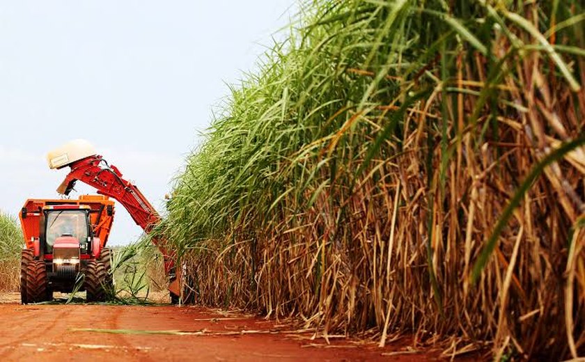 Com ajuda da chuva, safra de cana pode chegar a 19 milhões de toneladas em Alagoas