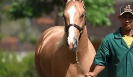 Rancho Vale Rico lançará garanhão Apollo do Vale em seu 6º remate
