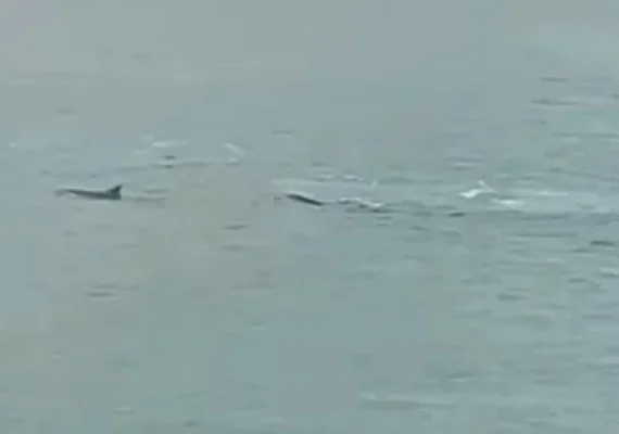 Grupo de golfinhos aparece perto do Porto de Maceió, no Jaraguá
