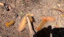 Infestação de lagarta de fogo no Vera Arruda; biólogo explica fenômeno