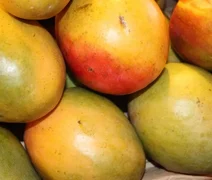 Preços da manga seguem em queda nas regiões produtoras do Nordeste