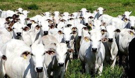 Preço da carne deve continuar firme até o fim do semestre