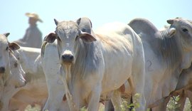 Preço do arroba bovino avança mais que valor da carne