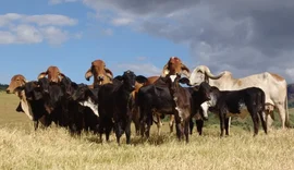 Calor extremo faz vaca perder mais de 30% de leite; e pesquisa quer mudar isso