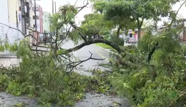 Queda de árvore bloqueia via principal do Murilópolis e trânsito é modificado