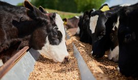 Secas e geadas reduziram produção de grãos no país e afetam ração bovina