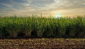 Cientistas obtêm nanocristais da palha da cana-de-açúcar