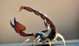 Casos crescentes de picada de escorpião preocupam; Saiba como agir