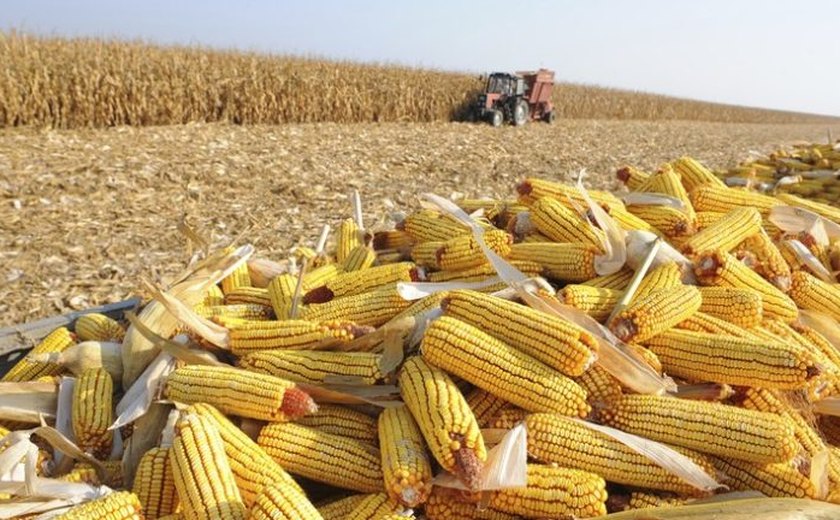 Conab estima produção da safra de milho 2021/22 em 114,58 milhões de toneladas
