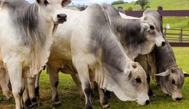 Agro Feira IBC abre temporada de negócios da pecuária em Alagoas