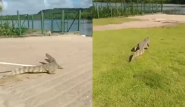 Vídeo: Jacaré é visto por moradores dentro de condomínio na Barra Nova, em Marechal Deodoro