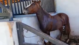 Ração que matou cavalos em Alagoas já fez 122 vítimas no Brasil
