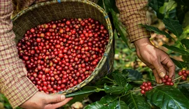 Interdependência no setor cafeeiro cria vínculos permanentes entre Brasil e EUA, aponta cooperativa cafeeira
