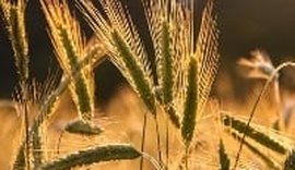 Culturas favoráveis ao inverno prometem grande produtividade