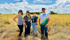 COOBAPI inicia colheita da safra de arroz em Igreja Nova e projeta alta produtividade