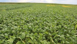 Usina investe no plantio consorciado de soja com cana