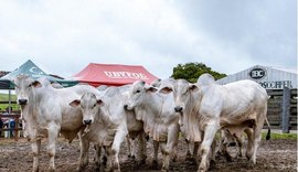 Genética IBC consolida padrão de excelência e prepara pista de negócios para Agro Feira