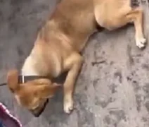 Vídeo: Homem é flagrado por populares arrastando cachorro amarrado a moto em Arapiraca