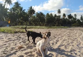 Maceió inicia campanha de vacinação contra raiva para cães e gatos neste sábado (11)