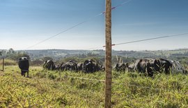 Alagoas tem se destacado na pecuária nordestina, que combina tradição com inovação para elevar produtividade