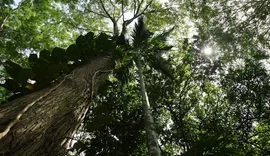 Alta de CO2 aumenta o tamanho das árvores na Amazônia, afirma estudo