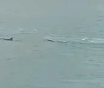 Grupo de golfinhos aparece perto do Porto de Maceió, no Jaraguá