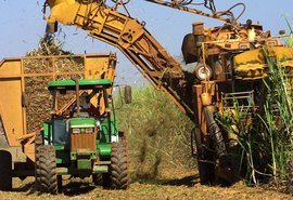 Safra já tem mais de 393 mil toneladas de açúcar produzidas