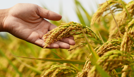 É mentira que arroz importado terá agrotóxicos proibidos no Brasil